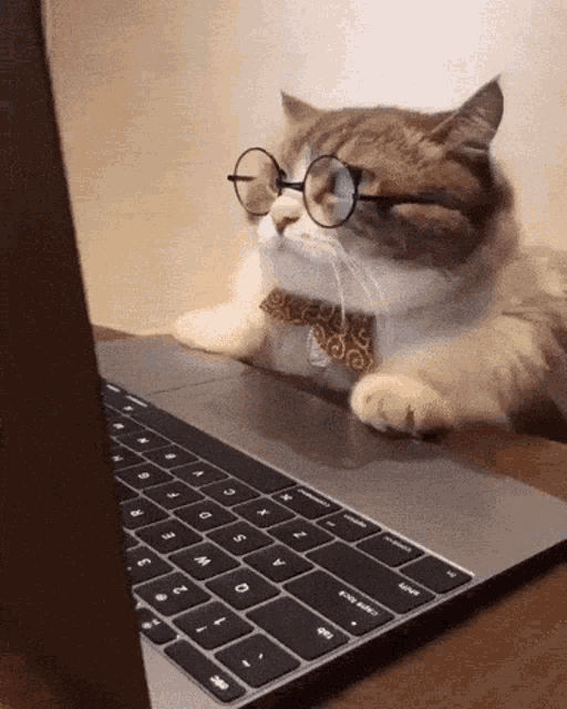 angrycatlaptop