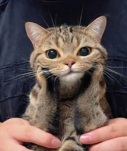 fortuneisacat